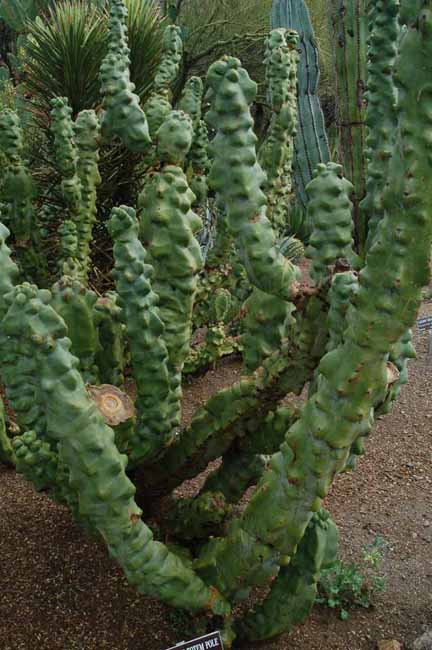 Montrose Totem Pole cactus